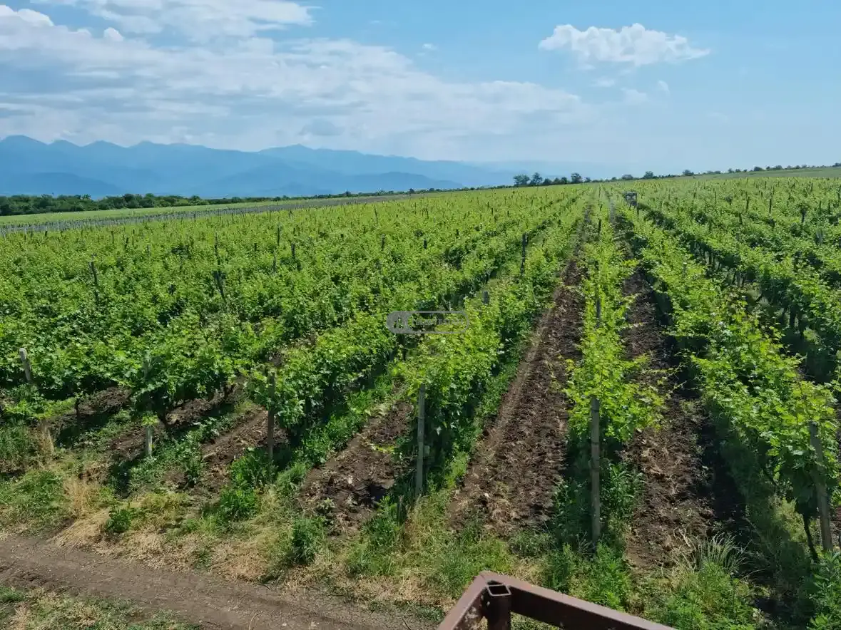 5 Hectares of Saperavi Vineyard & Agro Equipment