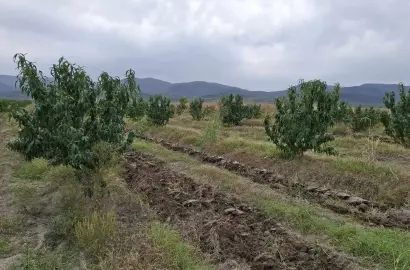 Land Plot with a Peach Plantation for Sale