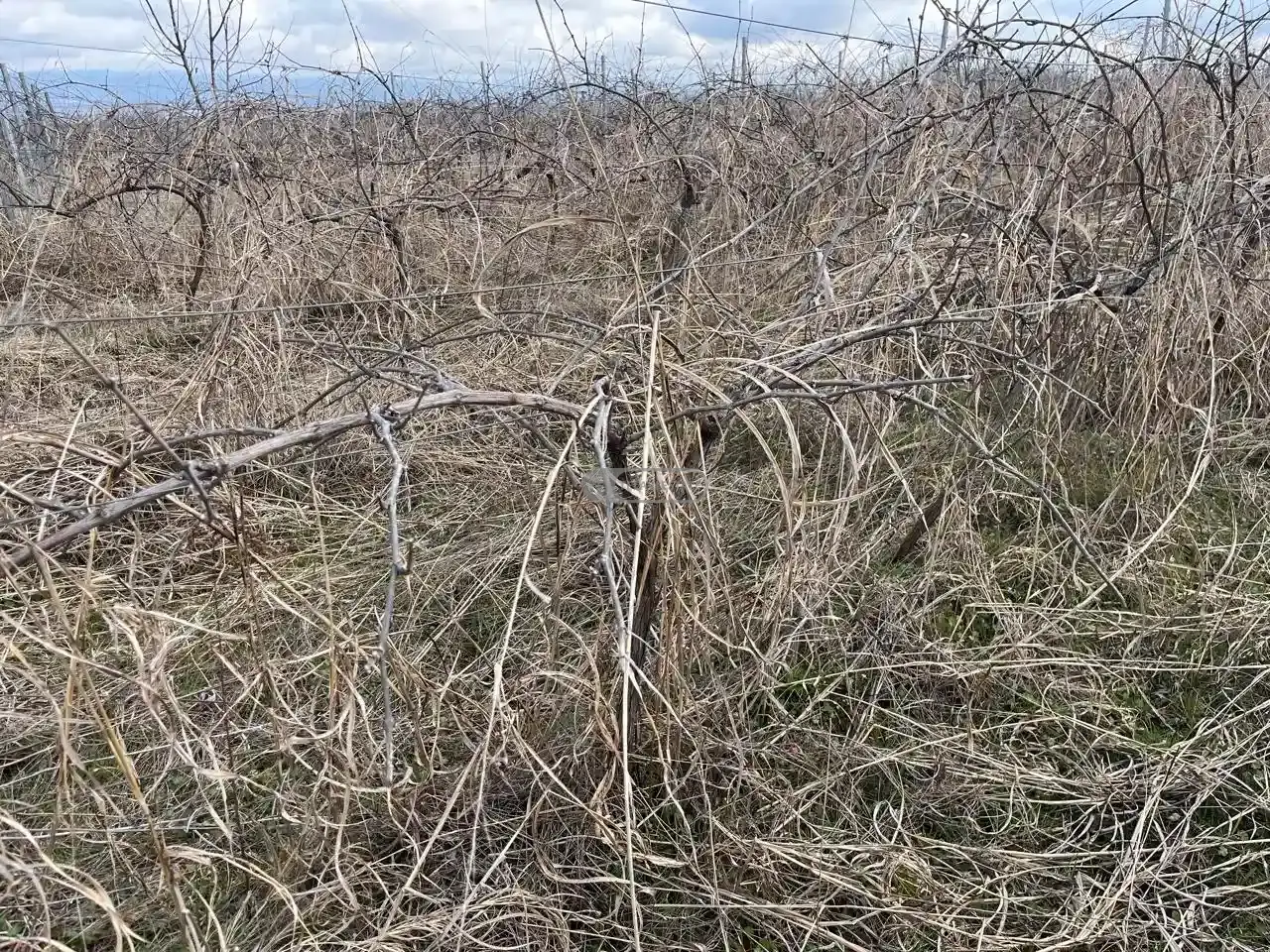 საფერავის ვენახი შაშიანში