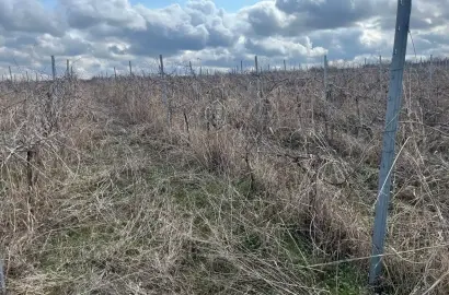 საფერავის ვენახი შაშიანში