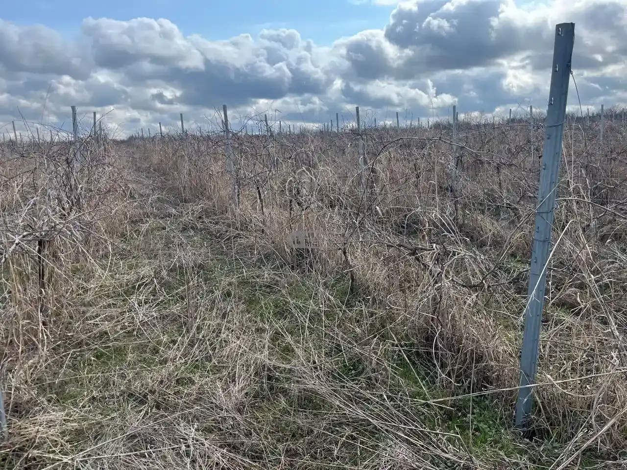 საფერავის ვენახი შაშიანში