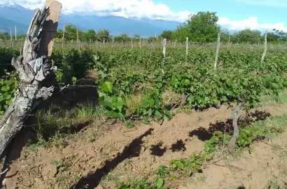 Vineyard in Kurdghelauri