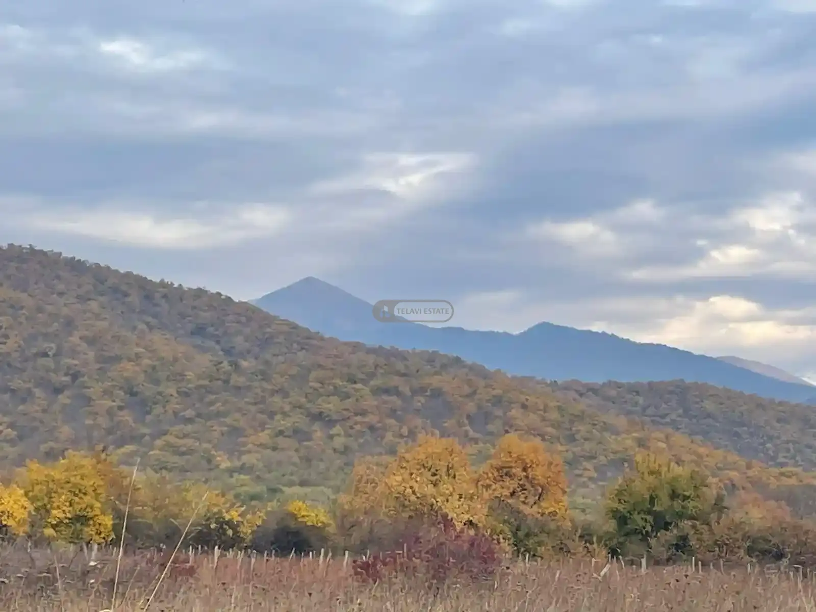 მიწის ნაკვეთი გრემში