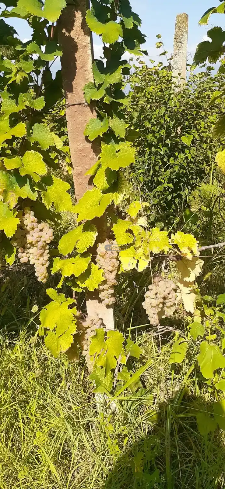 Виноградник сорта Ркацители в Цинандали