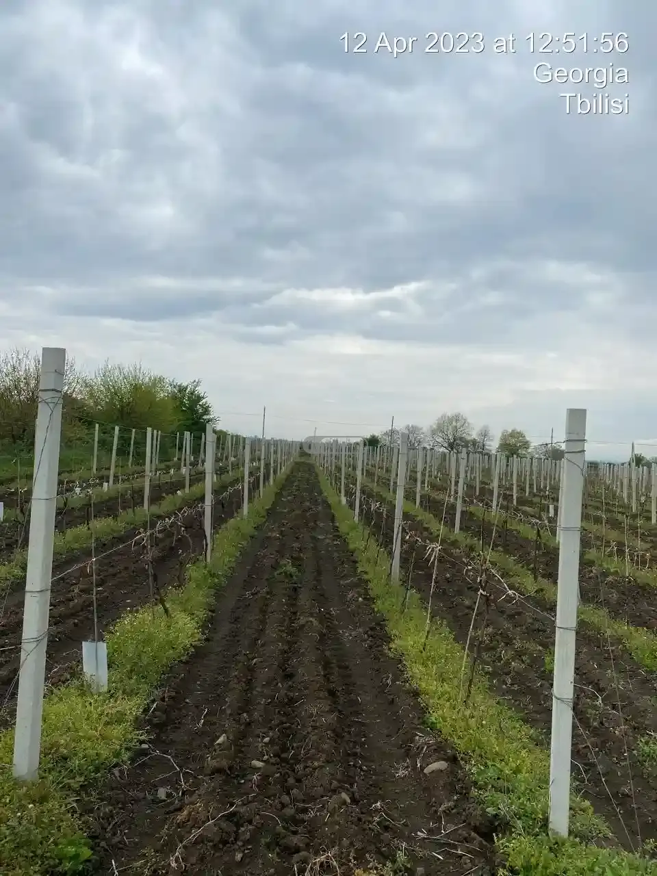 Vineyard in Kondoli