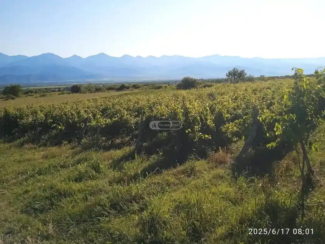 მიწის ნაკვეთი კისისხევში