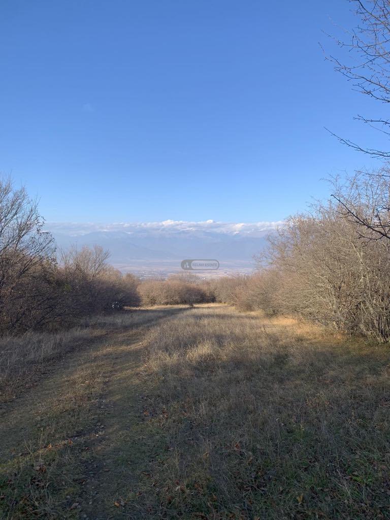 Land for Sale in Telavi, Vardisubani