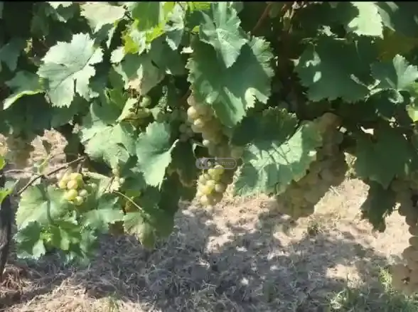 Vineyard in Shakriani