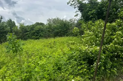 Land plot in Tsinandali
