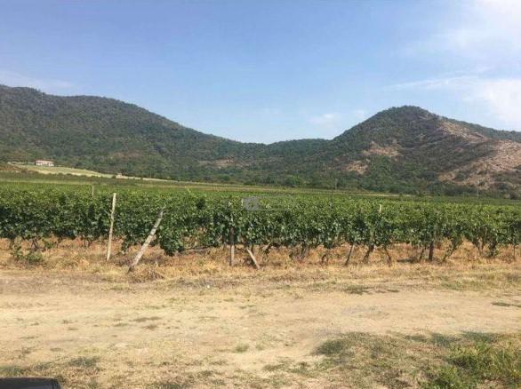 ვენახი ყვარლის მუნიციპალიტეტში