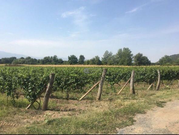 ვენახი ყვარლის მუნიციპალიტეტში