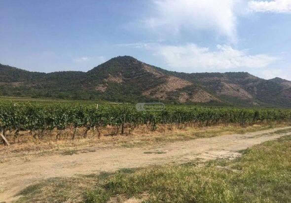 ვენახი ყვარლის მუნიციპალიტეტში