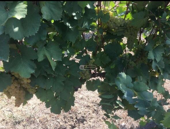 ვენახი ყვარლის მუნიციპალიტეტში