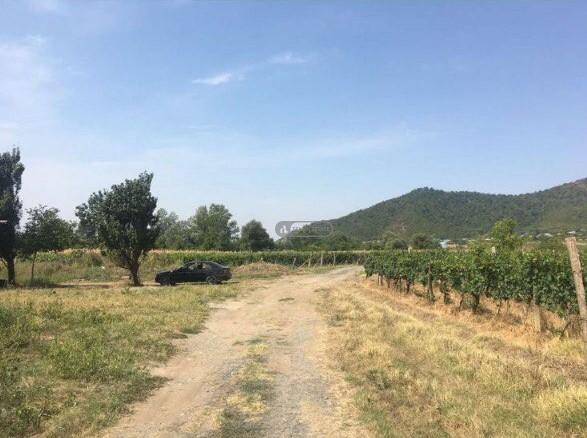 ვენახი ყვარლის მუნიციპალიტეტში