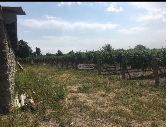 ვენახი ყვარლის მუნიციპალიტეტში