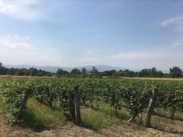 ვენახი ყვარლის მუნიციპალიტეტში