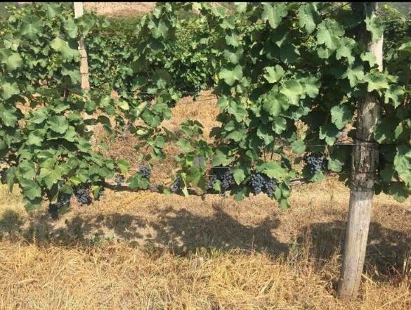 ვენახი ყვარლის მუნიციპალიტეტში