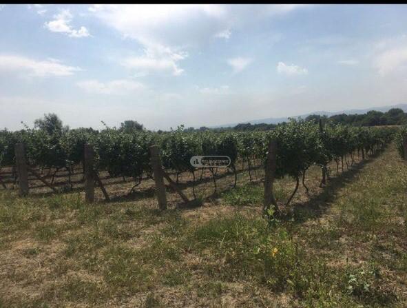 ვენახი ყვარლის მუნიციპალიტეტში