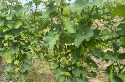 იყიდება ვენახი შილდაში