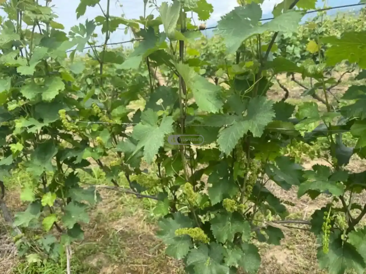 იყიდება ვენახი შილდაში