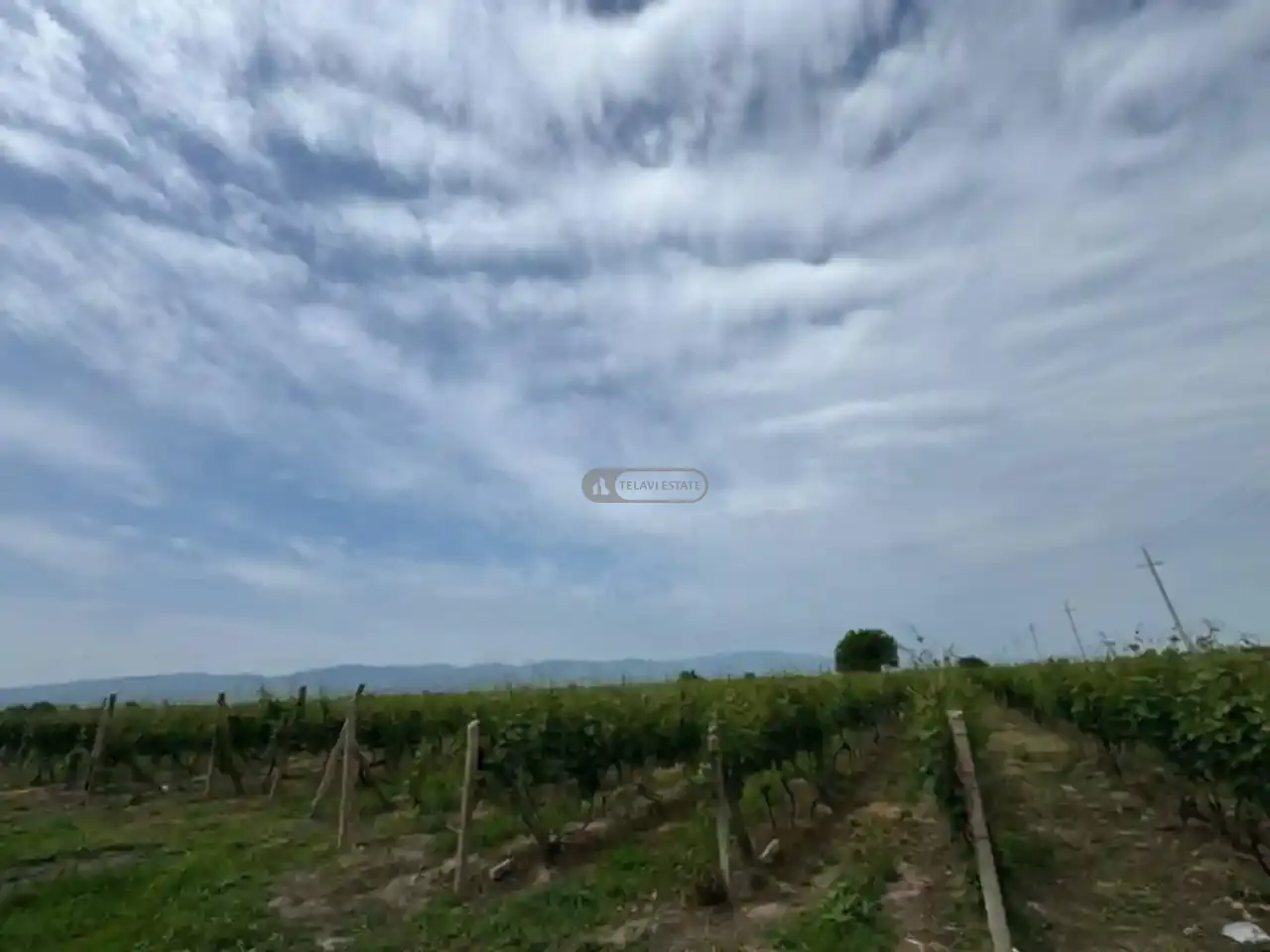 იყიდება ვენახი შილდაში