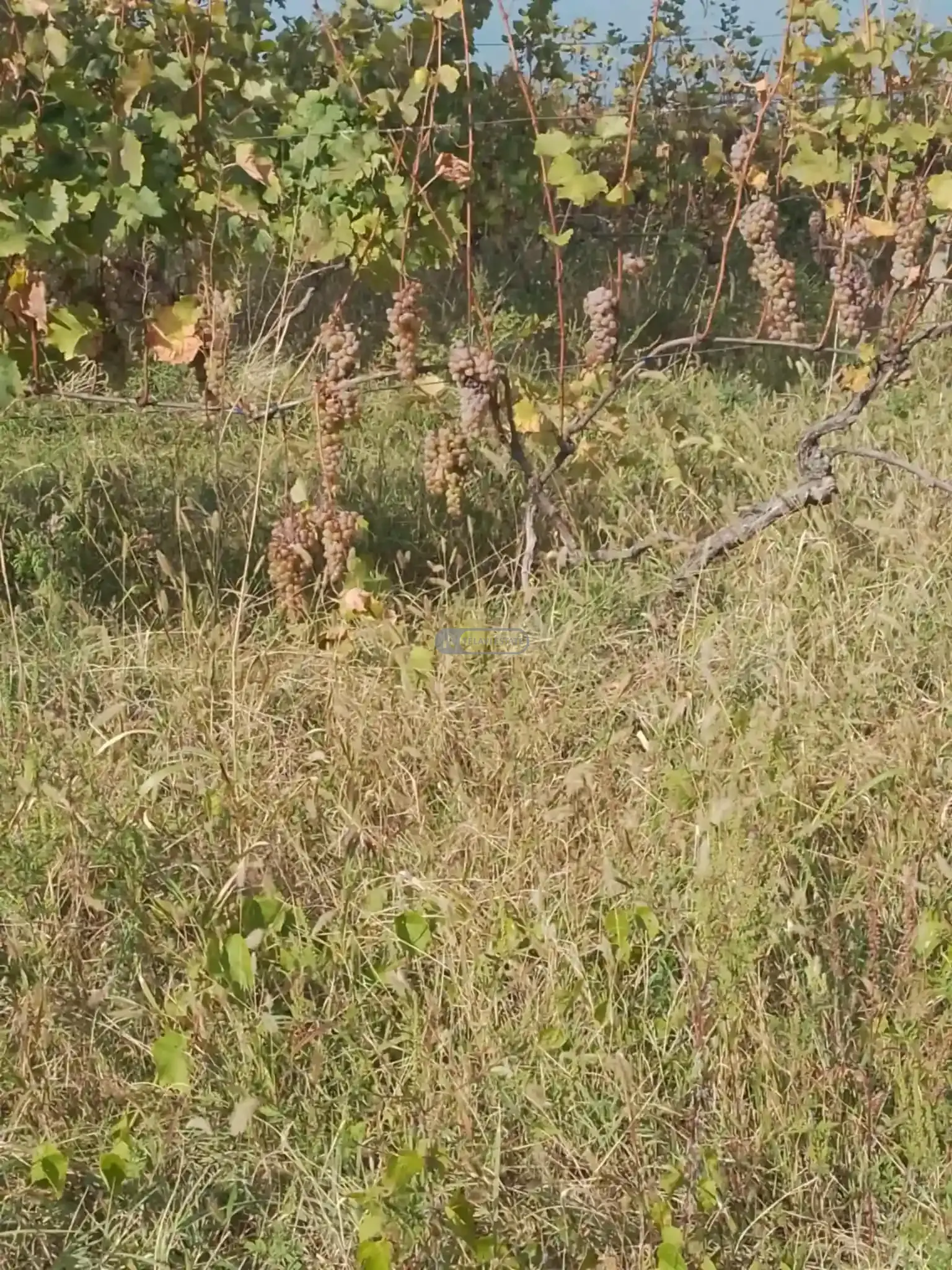 Land Plot with Vineyard in Vardisubani