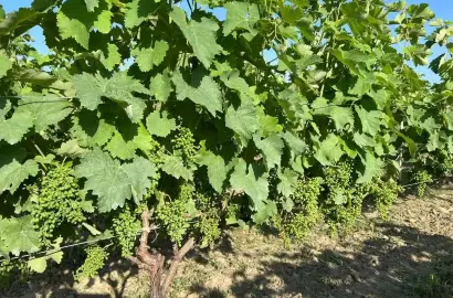 Продается виноградник в селе Кисисхеви