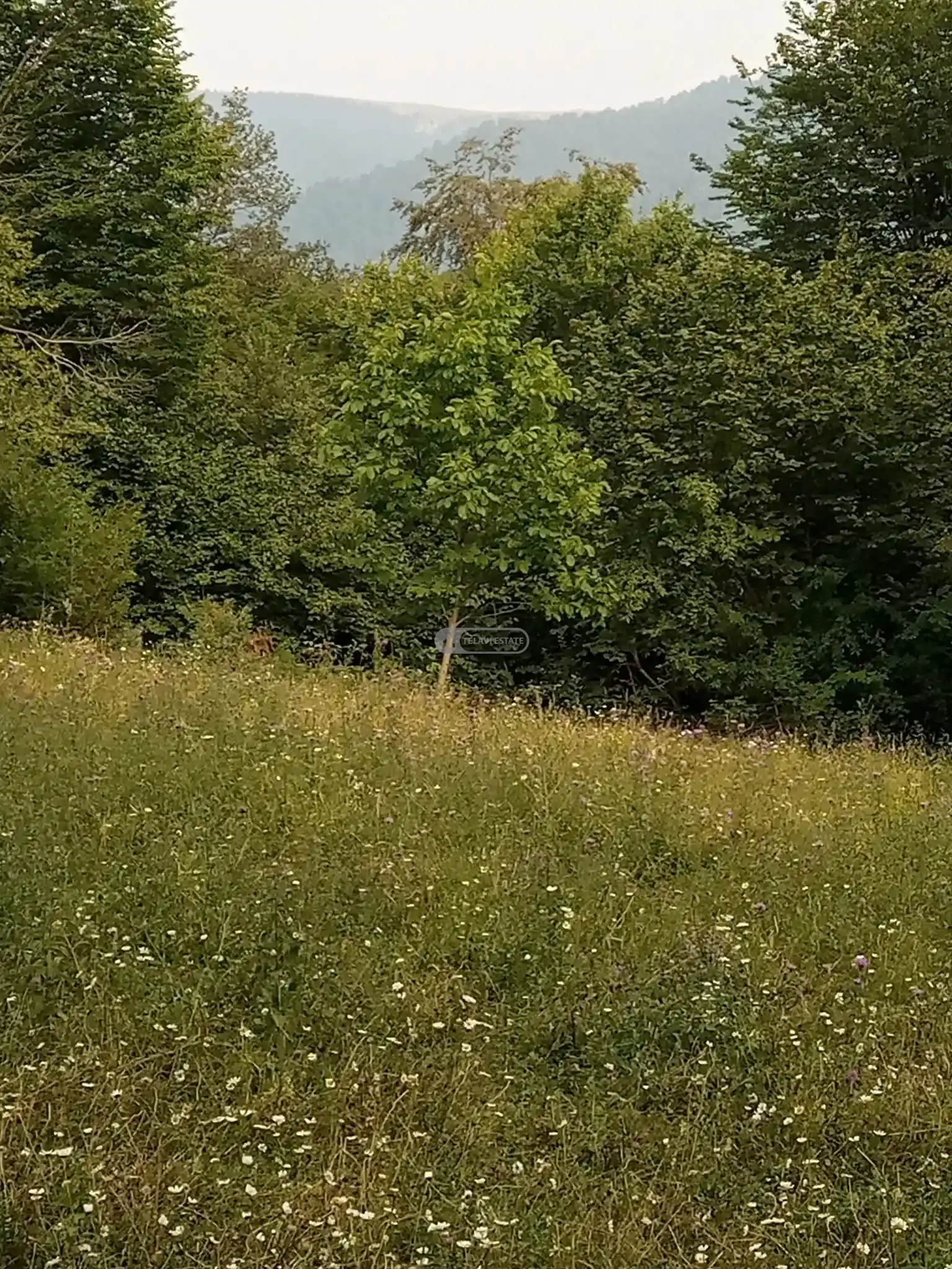 მიწის ნაკვეთი სოფელ თეთრიწყლებში