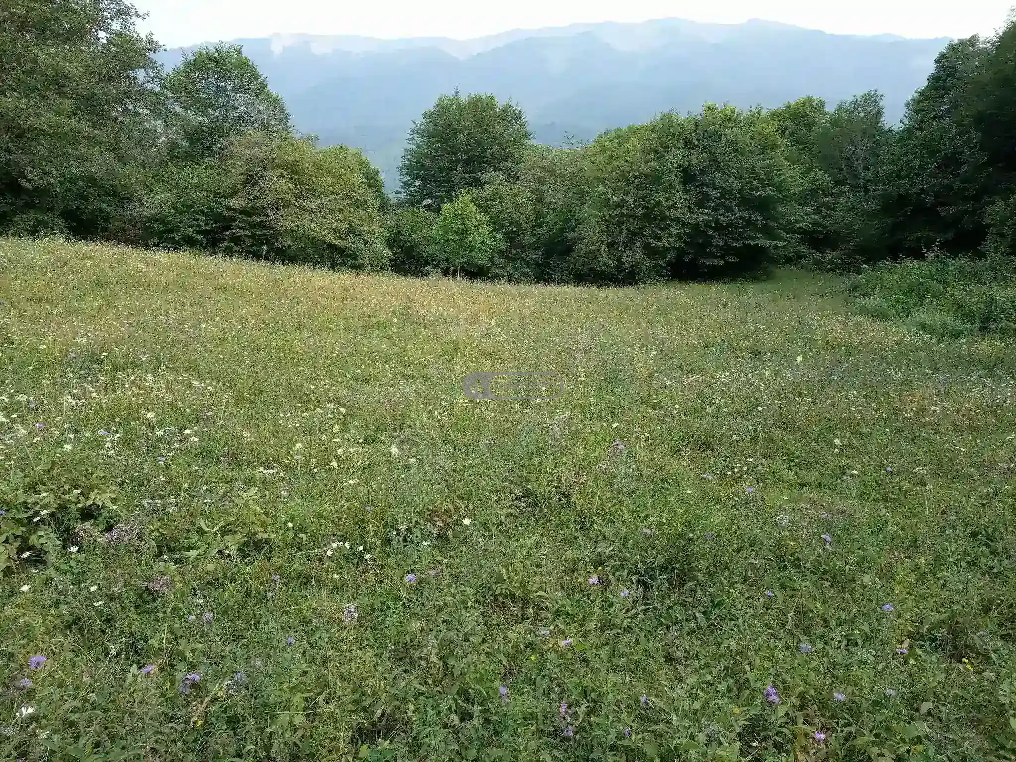 მიწის ნაკვეთი სოფელ თეთრიწყლებში