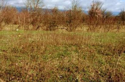 Land for Sale in Shalauri