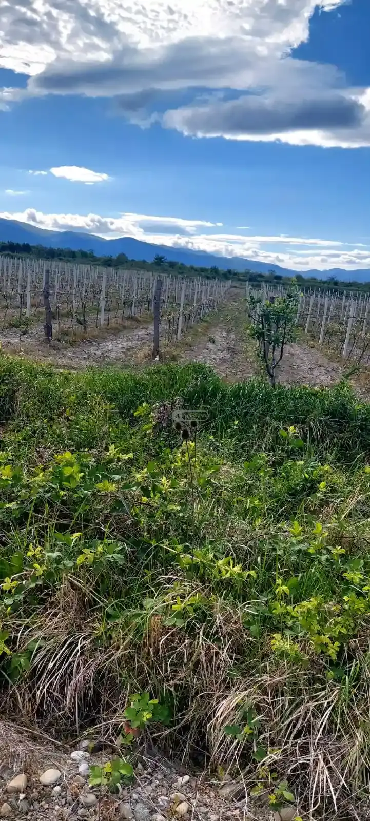 ვენახი სოფელ ხორხელში