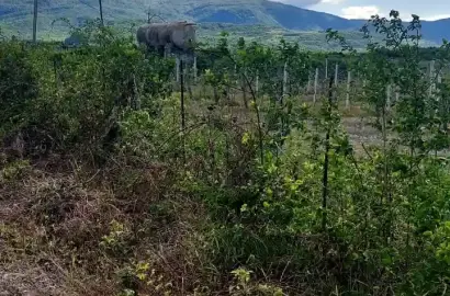 ვენახი სოფელ ხორხელში