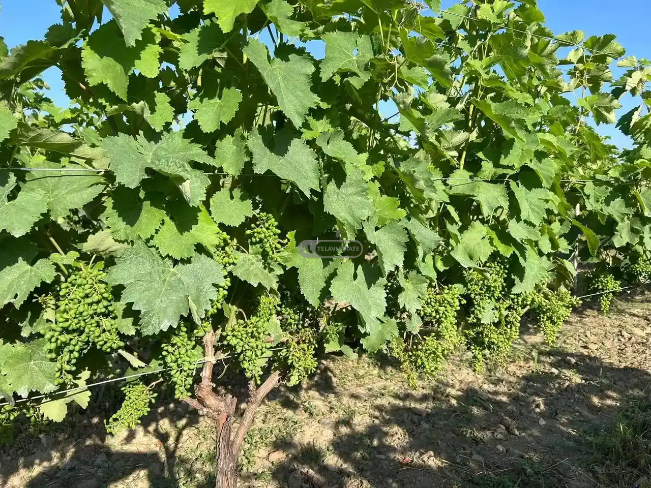 Vineyard in Shilda Village