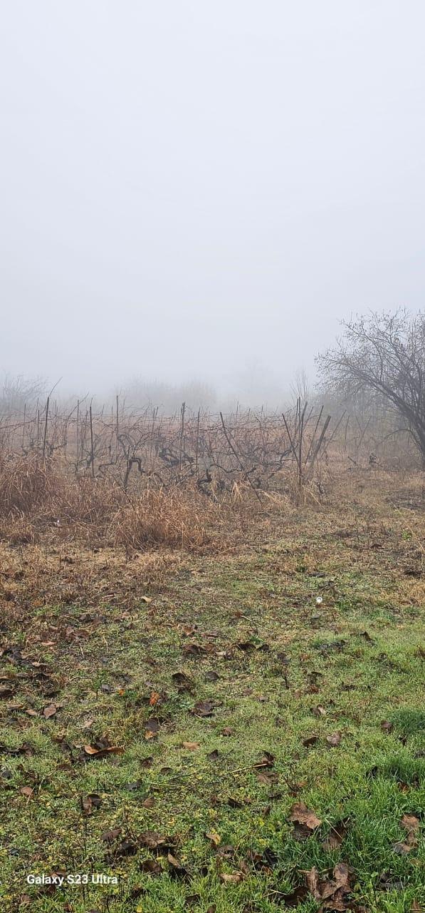 Жилой земельный участок в Цинандали