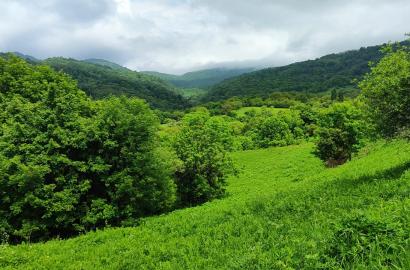 Land for Sale in the Village of Gombori