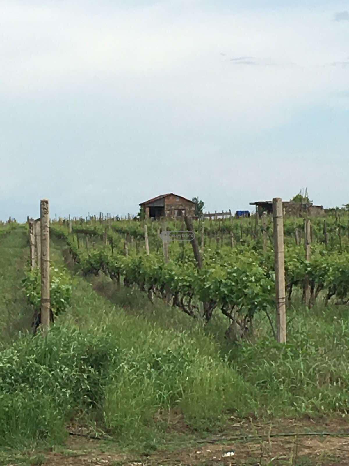 Продается земельный участок с виноградником в селе Кондоли