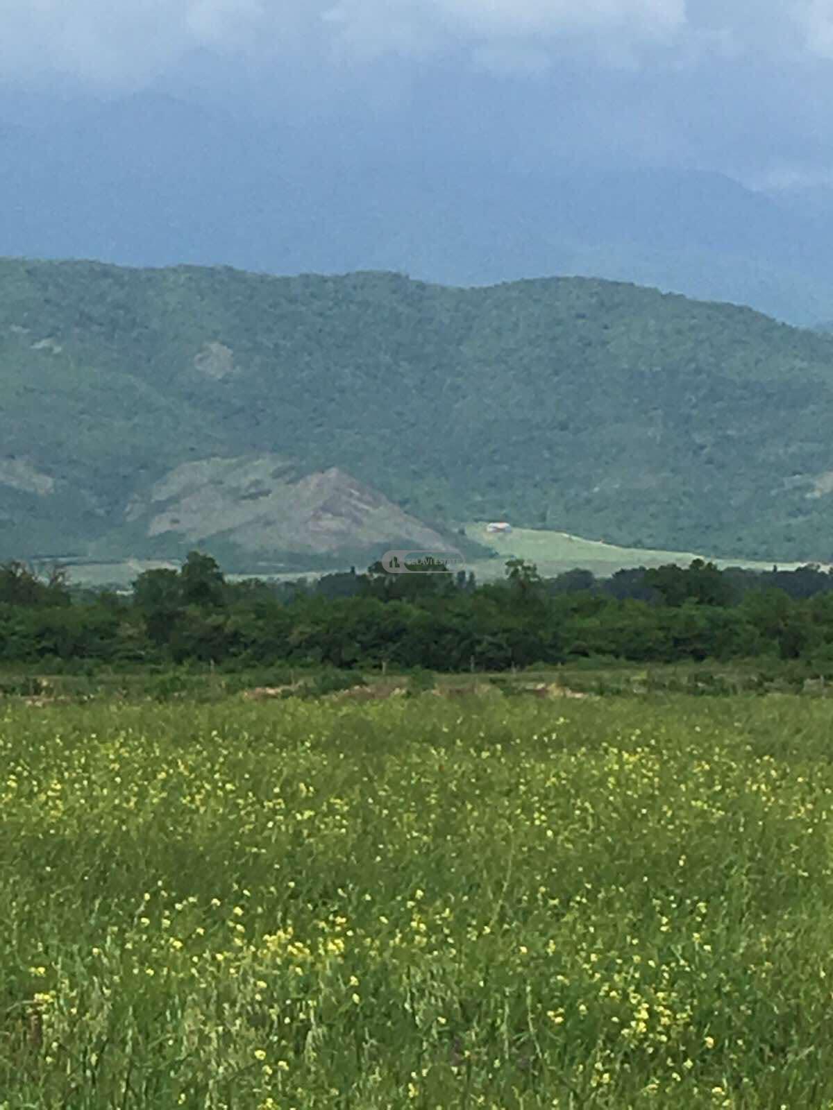 Продается земельный участок с виноградником в селе Кондоли