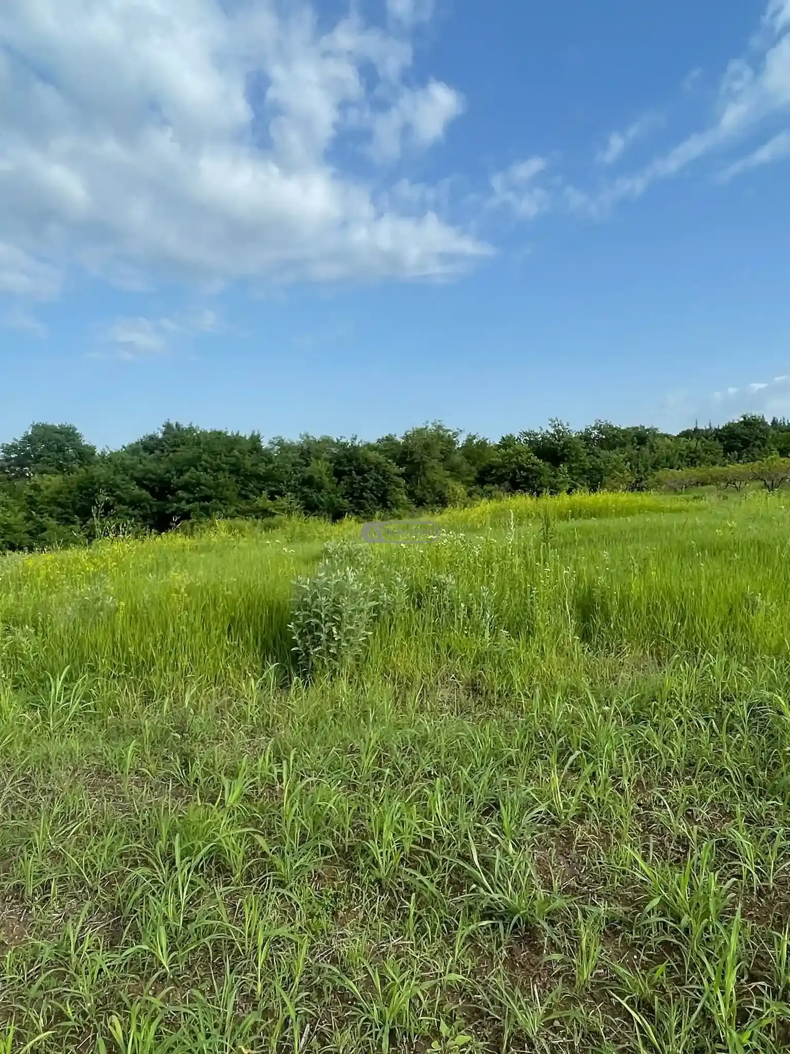 მიწის ნაკვეთი წინანდალში