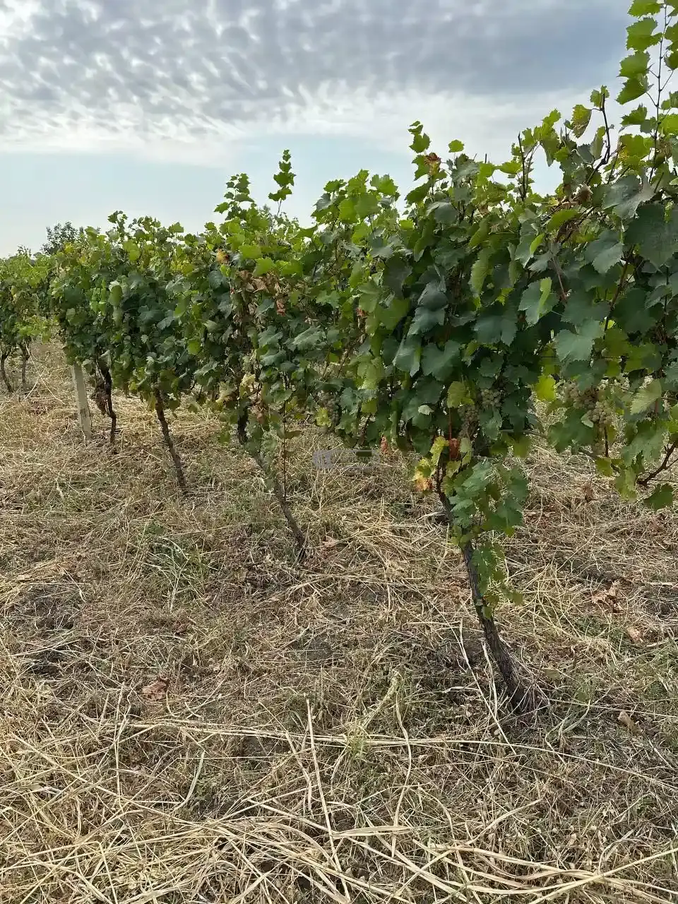 ვენახი კისისხევში