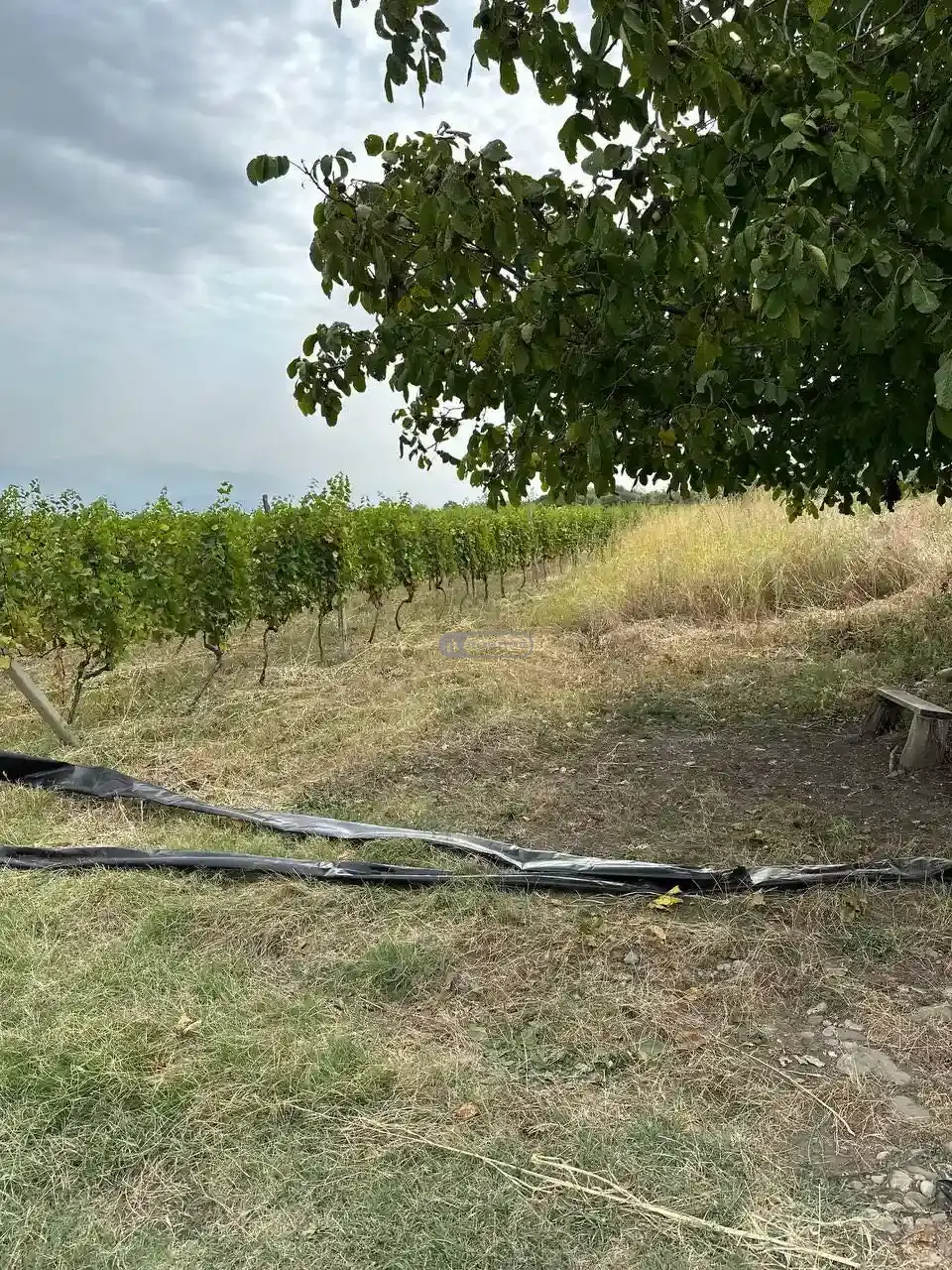 ვენახი კისისხევში