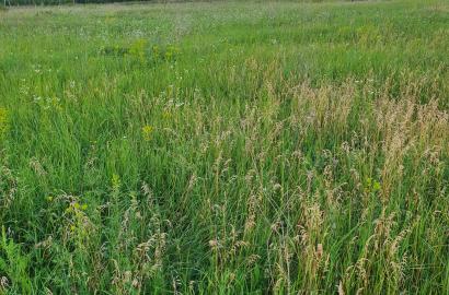 მიწის ნაკვეთი წინანდალში