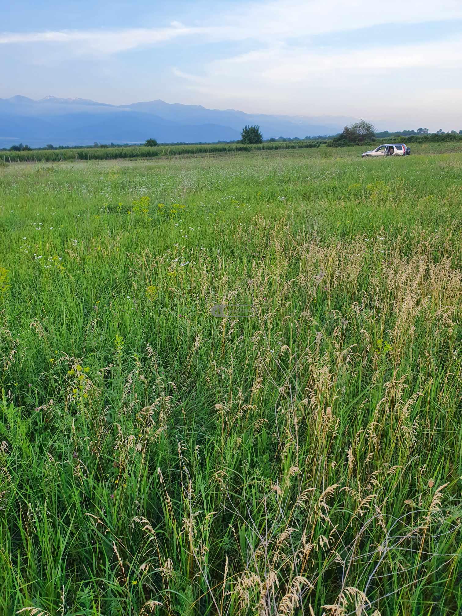 მიწის ნაკვეთი წინანდალში