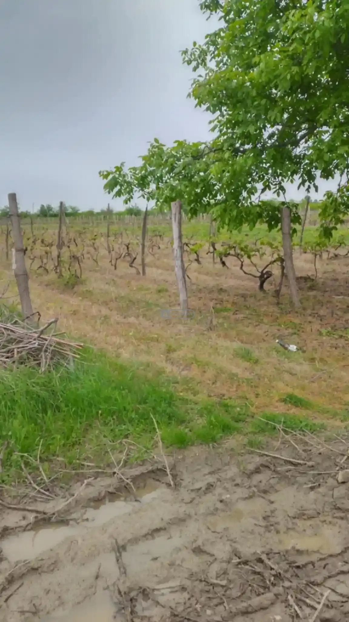 მიწის ნაკვეთი კურდღელაურში