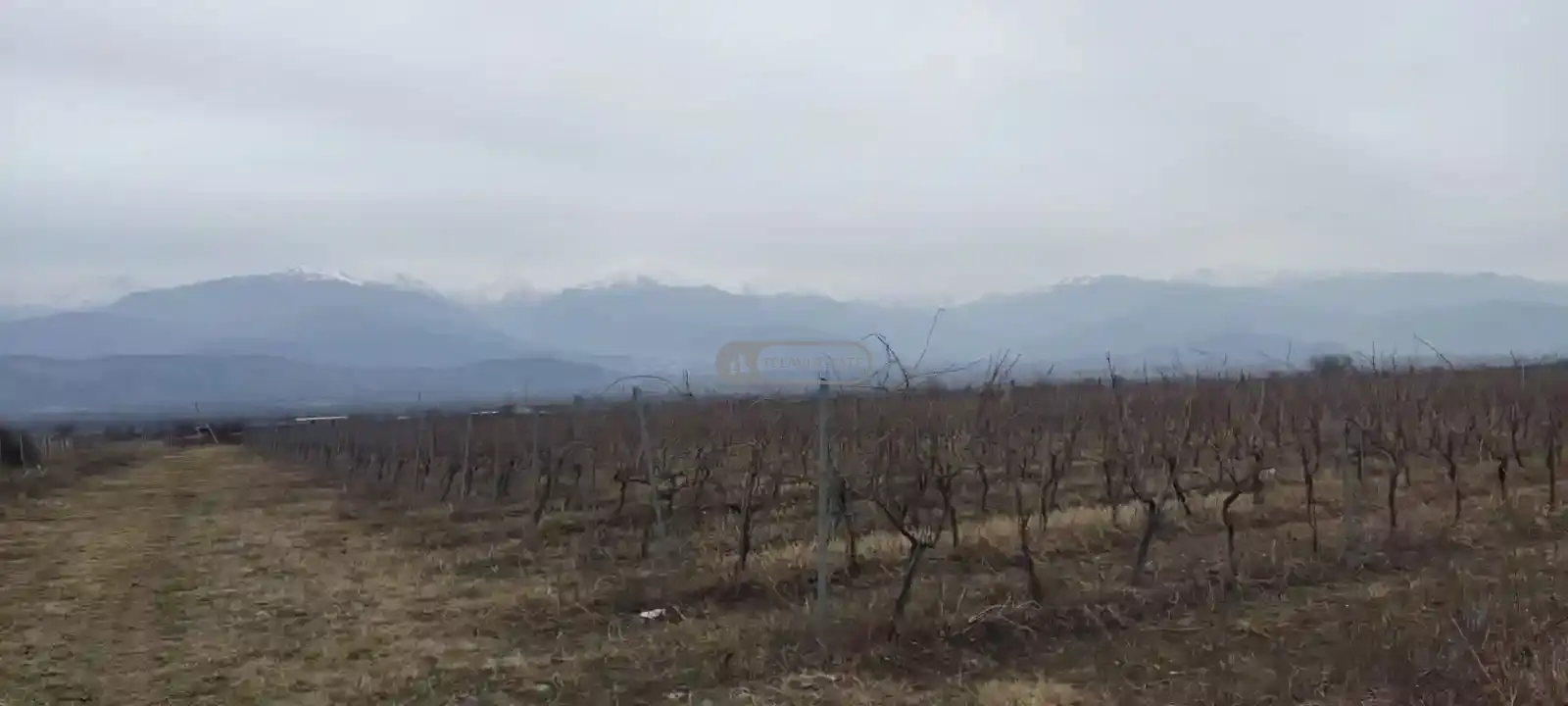 ვენახი კონდოლში