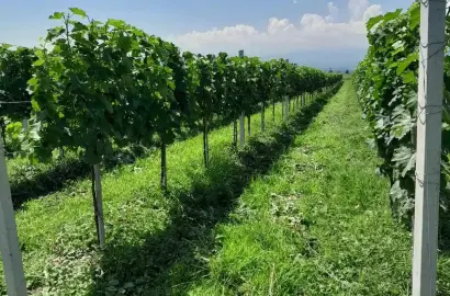 მიწის ნაკვეთი ნაფარეულში