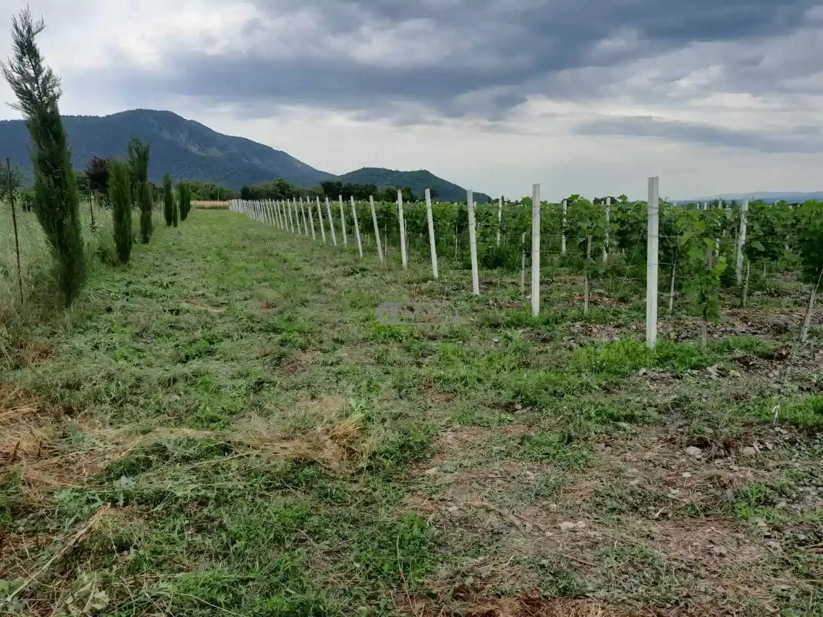 მიწის ნაკვეთი ნაფარეულში