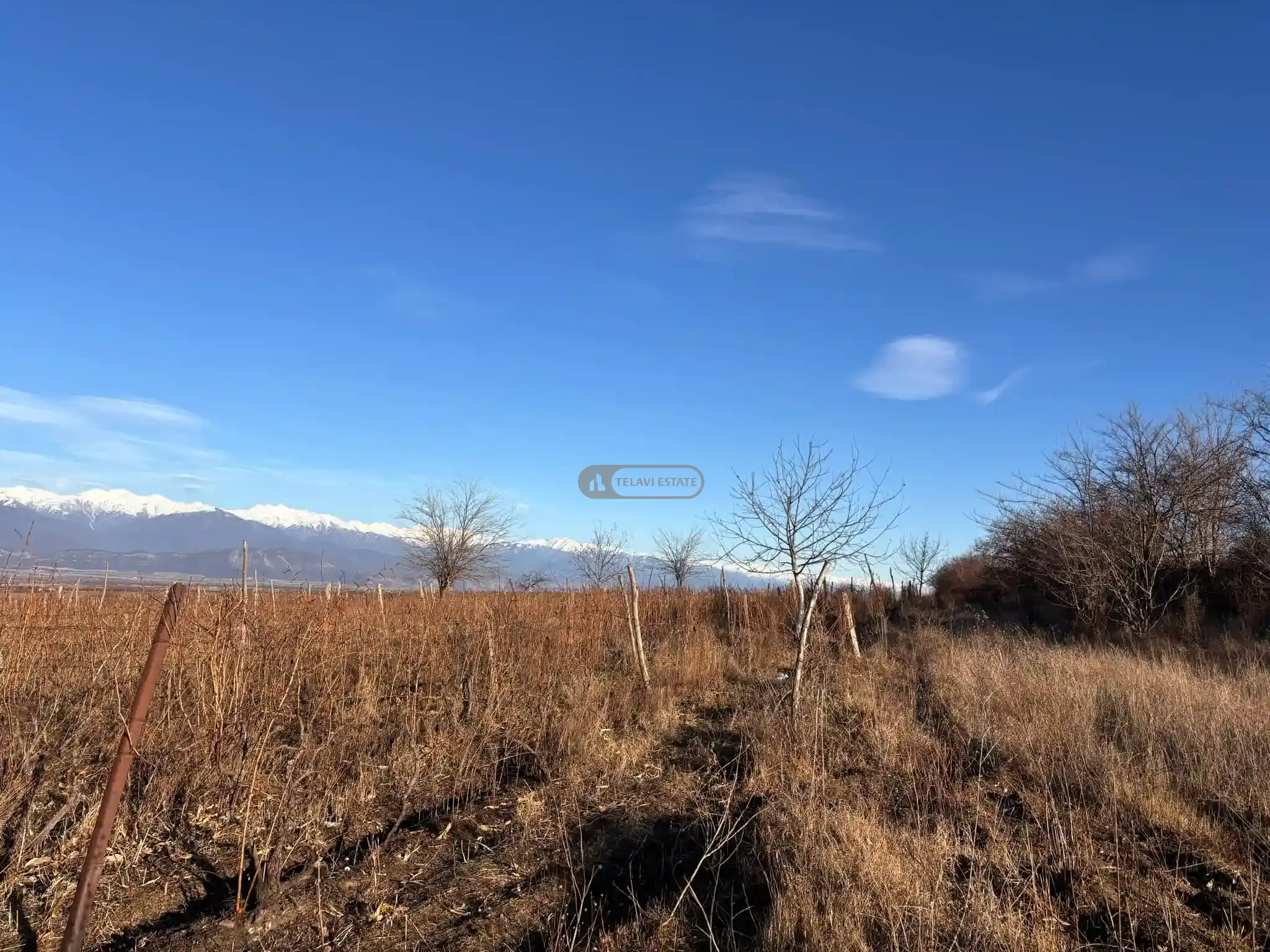 ვენახი სოფელ იყალთოში