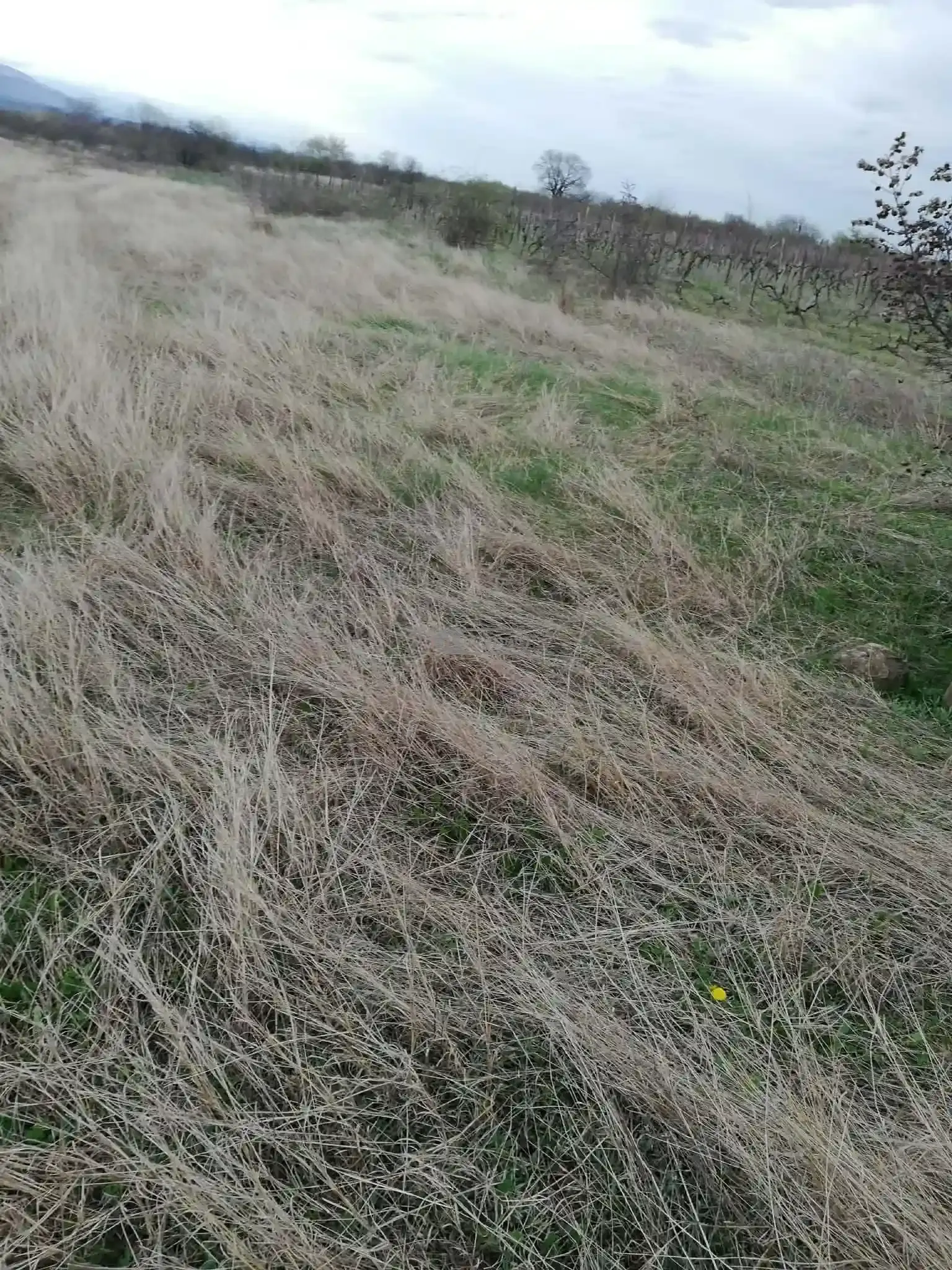 მიწის ნაკვეთი კონდოლში