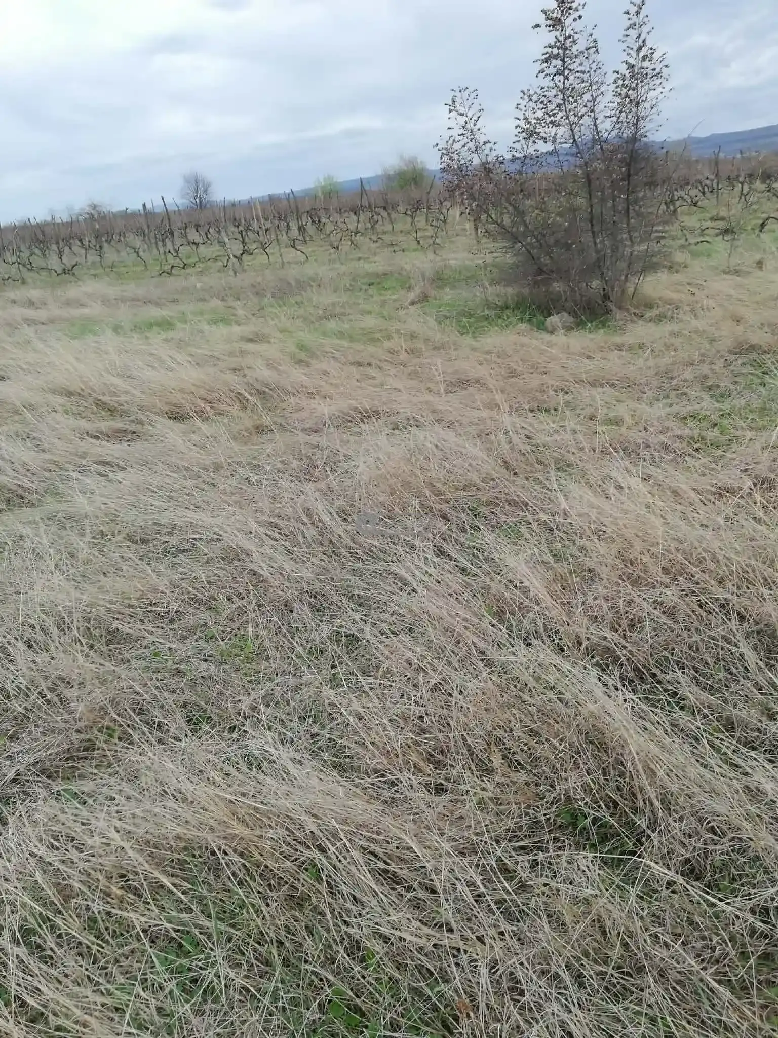 მიწის ნაკვეთი კონდოლში