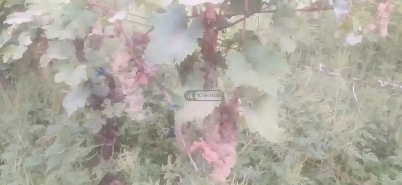 ვენახი ართანაში